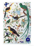 Exotic Parrots, c.1850 reproduction procédé giclée par John James Audubon