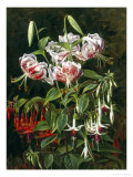 Rubrum Lilies and Fuchsias Giclee Print by Johan Laurentz Jensen