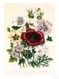 Hibiscus Africanus, Malope Trifeda and Lavatera Trimestra, c.1800 Giclee Print