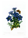 Gentianae Acaulis Giclee Print by Pierre-Joseph Redouté