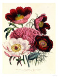 Paeonia Edulis, c.1800 Giclee Print