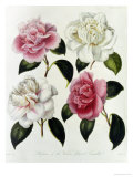 Blooms of Various Flowered Camellia Giclee Print by Augusta Withers