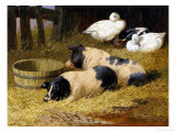 Saddleback Pigs and Ducks in a Farmyard Stampa giclée di John Frederick Herring II Saddleback Pigs and Ducks in a Farmyard Stampa giclée di John Frederick Herring II