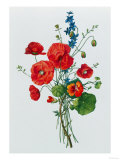 Botanical Study of Poppies, c.1850 Giclee Print