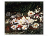 Waterlilies Giclee Print by William Jabez Muckley