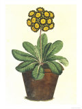 Pot of Auricula, c.1800 Giclee Print