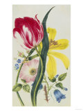 Still Life of Lily, Rose, Harebell and Tulip Giclee Print