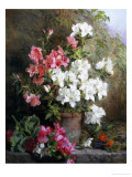 Still Life of Azaleas Giclée-Druck von Annie Feray Mutrie