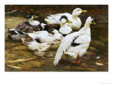 Ducks by the River Giclee Print by Alexander Max Koester
