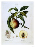 Study of Peaches Giclee Print
