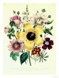 Hibiscus Moscheutos and Lavatera Treloba Giclee Print