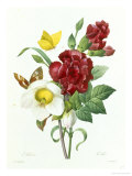 Botanical Study of Hellebore Giclee Print by Pierre-Joseph Redouté