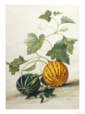 Study of Gourds Reproduction procédé giclée par Pieter Withoos