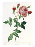 Bouquet of Rose, Anemone and Clematis Reproduction procédé giclée par Pierre-Joseph Redouté