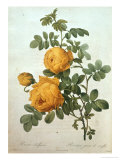 Rosa Sulfurea Giclee Print by Pierre-Joseph Redouté
