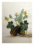 Study of Gourds and Flowers Reproduction procédé giclée par Pieter Withoos