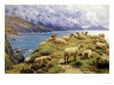 Sheep Reposing, Dalby Bay, Isle of Man Giclee-trykk av Basil Bradley Sheep Reposing, Dalby Bay, Isle of Man Giclee-trykk av Basil Bradley