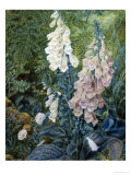 Still Life of Foxgloves reproduction procédé giclée par Mary Margetts