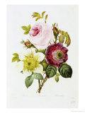 Study of Pink Roses and Convulvulus Giclee Print by Pierre-Joseph Redouté