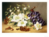Christmas Roses with Mistletoe Giclee Print by Emma Walter
