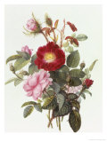 Still Life with Roses Reproduction procédé giclée par Georgius Jacobus J. van Os