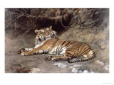 Tiger Giclée-Druck von Geza Vastagh