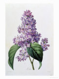Lilas reproduction procédé giclée par Pierre-Joseph Redouté