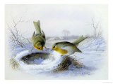 Last Year's Nest Giclee-trykk av Harry Bright Last Year's Nest Giclee-trykk av Harry Bright