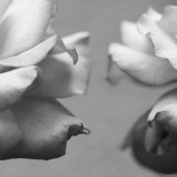 Rose Petals I Póster por Nicole Katano Rose Petals I Póster por Nicole Katano