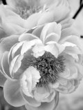 Delicate Blossom III Affiches par Nicole Katano