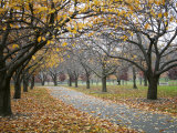 Autumn Path III Prints by Nicole Katano Autumn Path III Prints by Nicole Katano