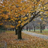 Autumn Afternoon III Prints by Nicole Katano