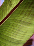 Regal Leaf II Posters by Nicole Katano