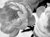 Delicate Blossom Affiche par Nicole Katano