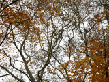 Autumn Patterns Posters by Nicole Katano Autumn Patterns Posters by Nicole Katano