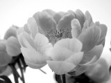 Delicate Blossom I Foto von Nicole Katano
