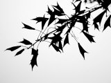Leaf Silhouette Posters by Nicole Katano