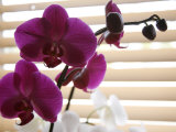 Purple Orchids II Affiches par Nicole Katano