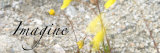 Imagine: Yellow Daisy Poster von Nicole Katano