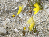Yellow Daisy Prints by Nicole Katano