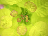 Fresh Bloom II Posters af Nicole Katano Fresh Bloom II Posters af Nicole Katano