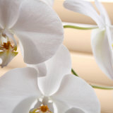 White Orchids I Posters by Nicole Katano White Orchids I Posters by Nicole Katano