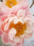 Delicate Blossom III Affiches par Nicole Katano