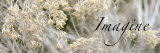 Imagine: Flowering Meadow Photo by Nicole Katano