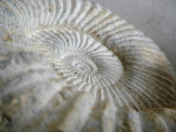 Fossil Shells II Kunstdrucke von Nicole Katano