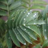 Dew Drops I Stampa fotografica di Nicole Katano Dew Drops I Stampa fotografica di Nicole Katano