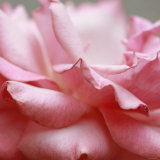 Rose Petals III Posters by Nicole Katano
