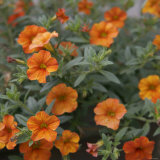 Petite Pansies Prints by Nicole Katano