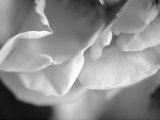 Petal Closeup I Láminas por Nicole Katano