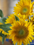 Sunny Sunflower II Foto von Nicole Katano